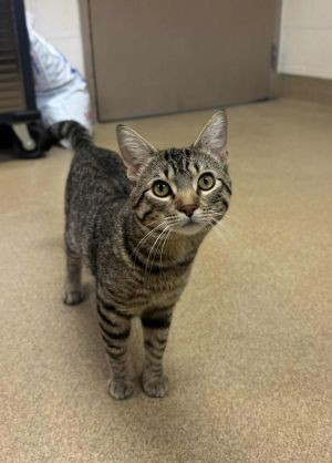 Al Purrcino, Young Male Domestic Short Hair