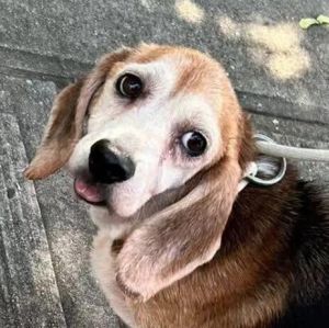 Bella Louise, Senior Female Beagle