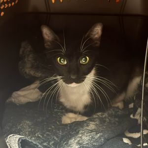 Belk (Barn Buddy), Adult Female Domestic Short Hair