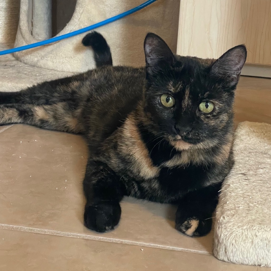 April, an adoptable Domestic Short Hair in Prescott, AZ, 86304 | Photo Image 1