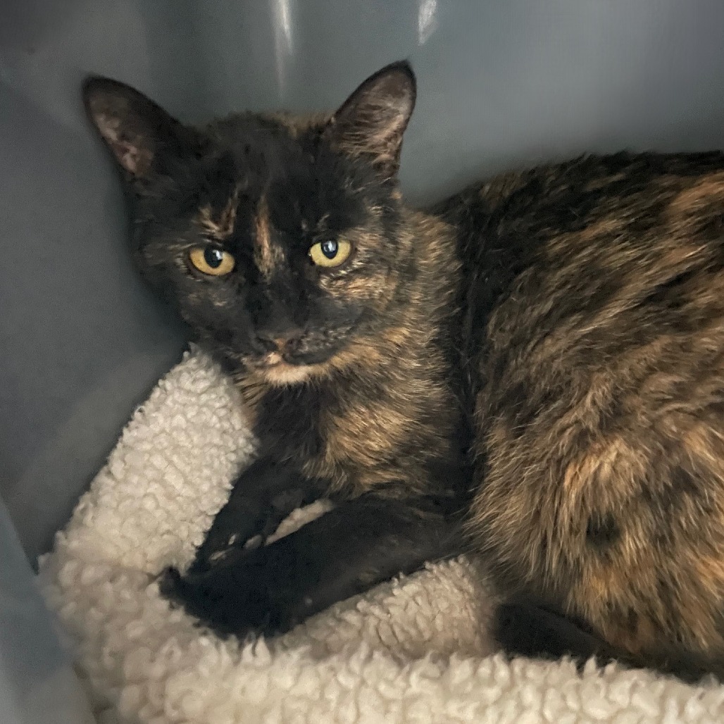 April, an adoptable Domestic Short Hair in Prescott, AZ, 86304 | Photo Image 2