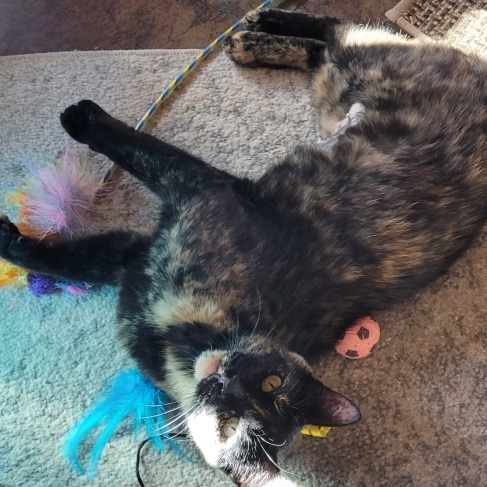 April, an adoptable Domestic Short Hair in Prescott, AZ, 86304 | Photo Image 3