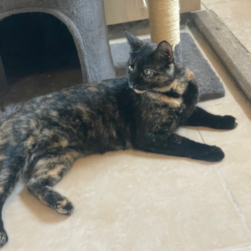 April, an adoptable Domestic Short Hair in Prescott, AZ, 86304 | Photo Image 4