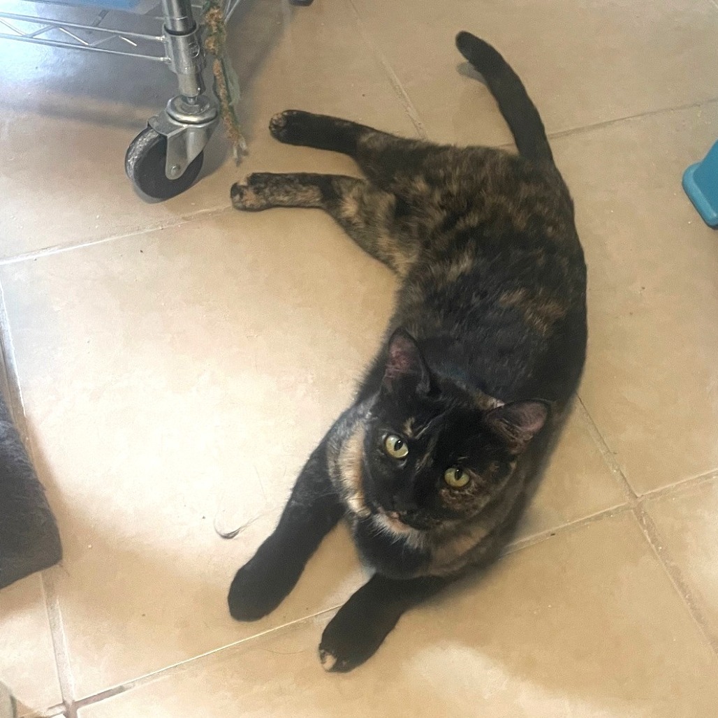 April, an adoptable Domestic Short Hair in Prescott, AZ, 86304 | Photo Image 5