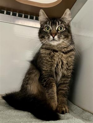 Meet Melinda a lovely mama cat with a soft coat and gorgeous ear floofs Shes feeling timid here a