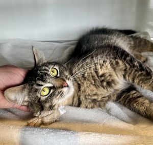 Meet Melinda a lovely mama cat with a soft coat and gorgeous ear floofs She was feeling very timid