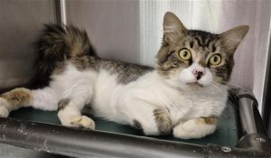 ROWAN, Adult Male Domestic Short Hair