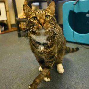 FITZ, Adult Male Domestic Short Hair