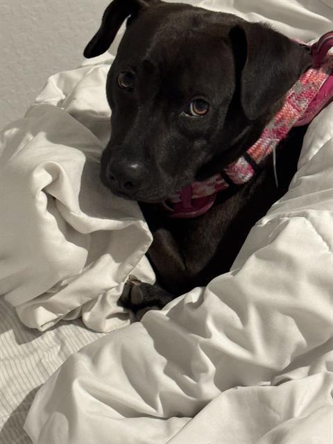 ABBY