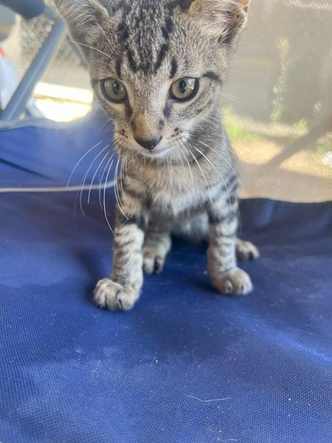 KITTEN 5