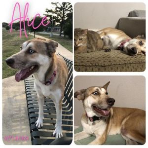 ALICE, Adult Female unknown