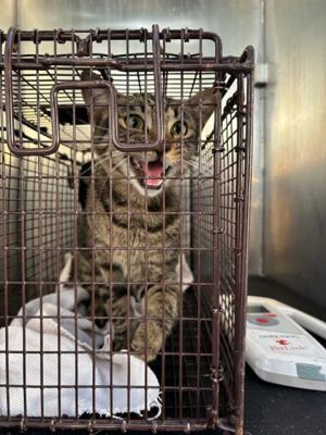 JAKE PERALTA, Young Male Domestic Short Hair
