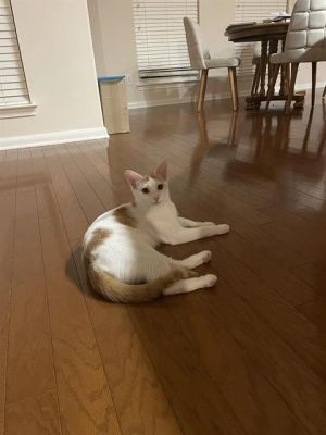 SULTAC, Young Female Domestic Short Hair