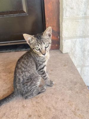 KITTEN 4, Young Female unknown