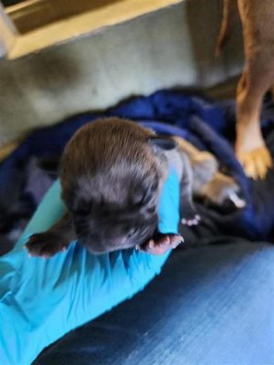 A761542, Baby Female American Staffordshire Terrier