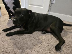 DRACO, Adult Male American Staffordshire Terrier
