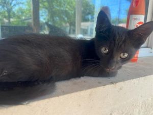 KITTEN 2, Young Male unknown