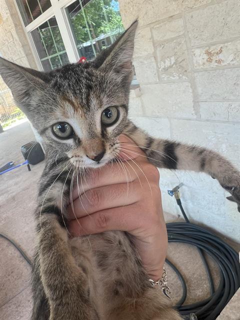 KITTEN 1