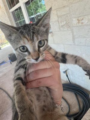 KITTEN 1, Young Male unknown