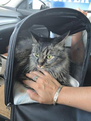 CHIQUITA, Adult Female Domestic Medium Hair