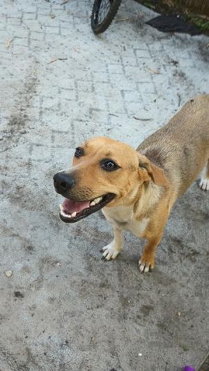 CANELA, Young Female Labrador Retriever