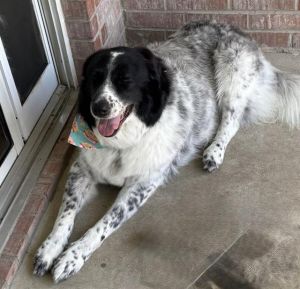 LUNA, Adult Female unknown