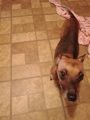 GINGER ANN, Senior Female unknown