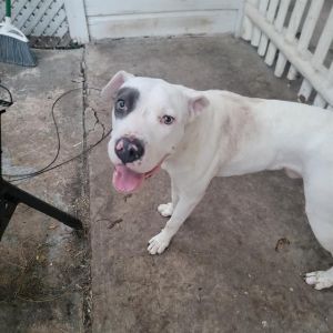 GUERRO, Adult Male American Staffordshire Terrier