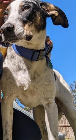 KODEE, Young Male Catahoula Leopard Dog