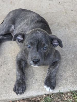SKY, Baby Female American Staffordshire Terrier