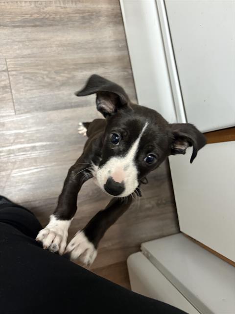 LOKI