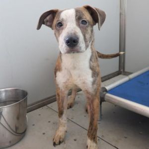 SANSA, Young Female American Staffordshire Terrier