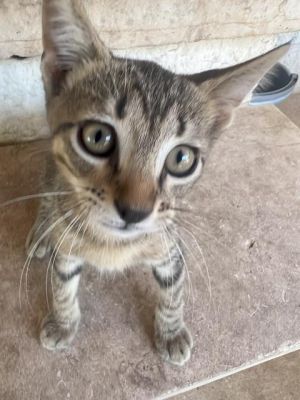 KITTEN 3, Young Male unknown