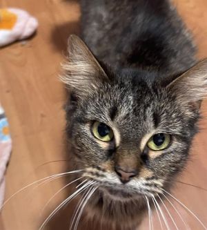 BROWNIE, Young Female Domestic Medium Hair