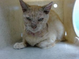 DUSTY Domestic Short Hair Cat