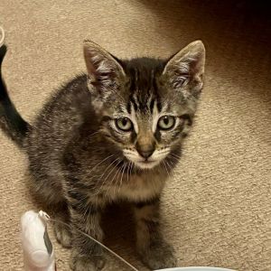 Esther, Baby Female Domestic Short Hair