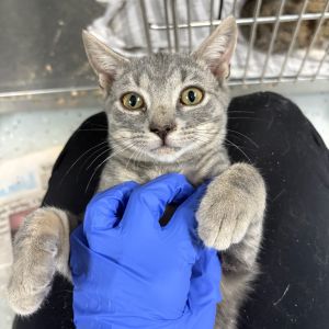 Lotus, Baby Male Domestic Short Hair