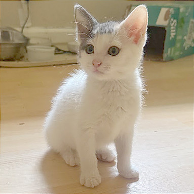 Maisy