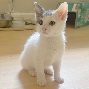 Maisy, Baby Female Domestic Short Hair