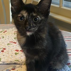 Tuck, Baby Female Domestic Short Hair