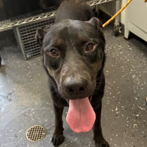 Brooks, Adult Male Mixed Breed