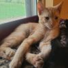 Oliver photo 1