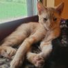 Oliver photo 3