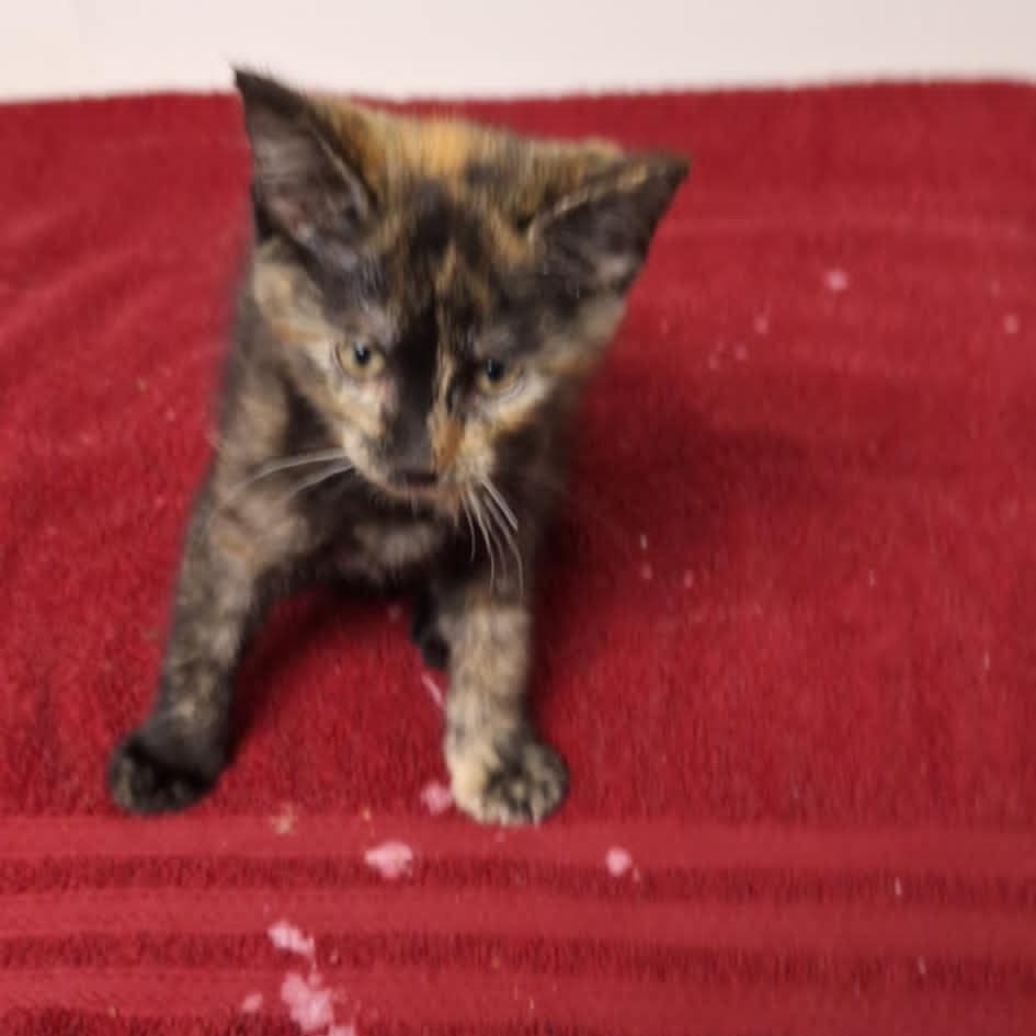 Marzipan, an adoptable Domestic Short Hair in Garden City, KS, 67846 | Photo Image 1