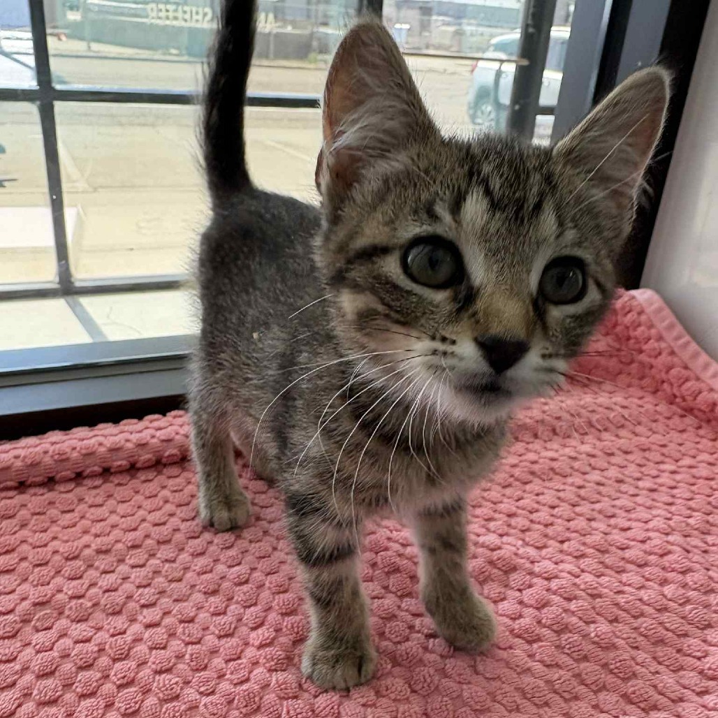 Aerie, an adoptable Domestic Short Hair in Garden City, KS, 67846 | Photo Image 1