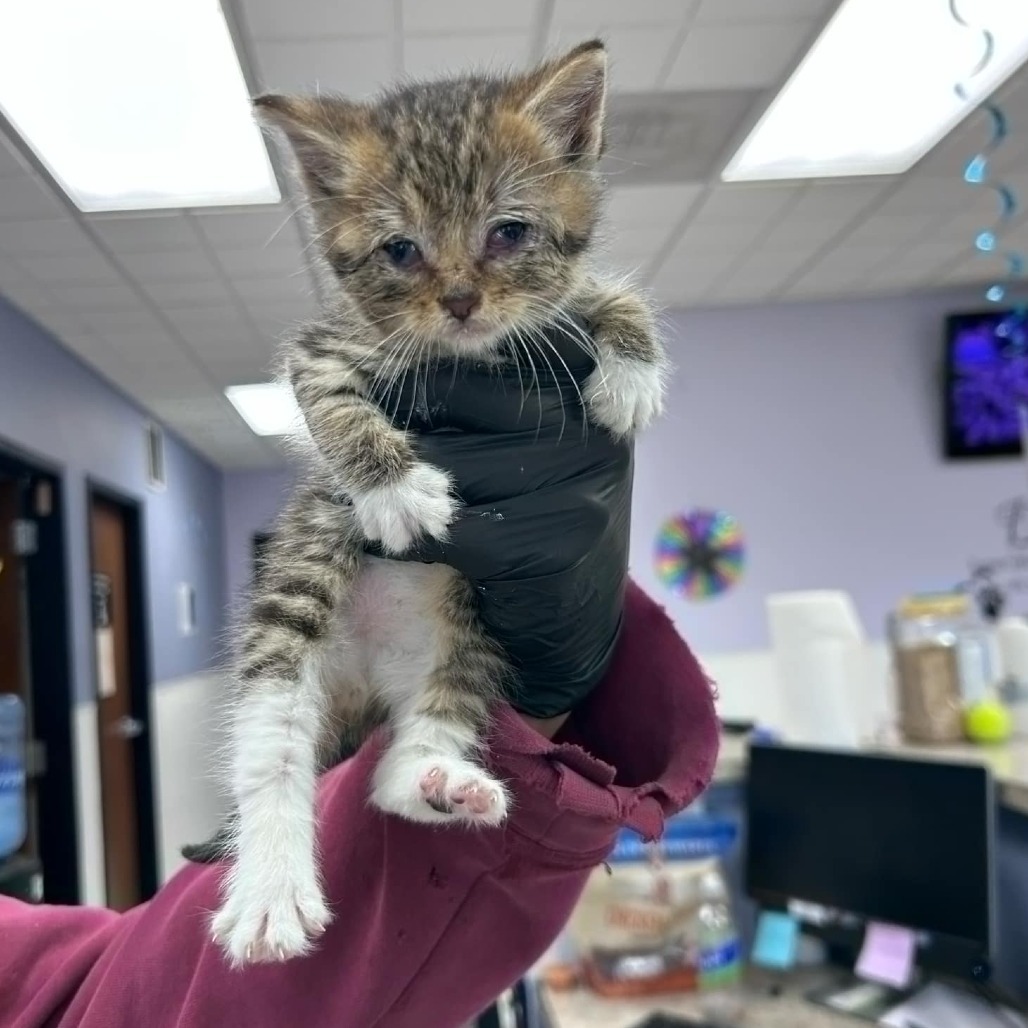 Aerie, an adoptable Domestic Short Hair in Garden City, KS, 67846 | Photo Image 2
