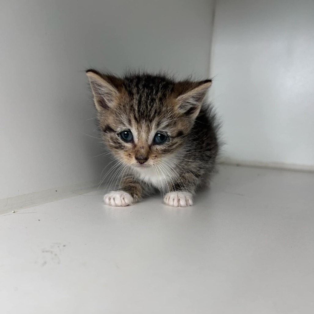 Aerie, an adoptable Domestic Short Hair in Garden City, KS, 67846 | Photo Image 3