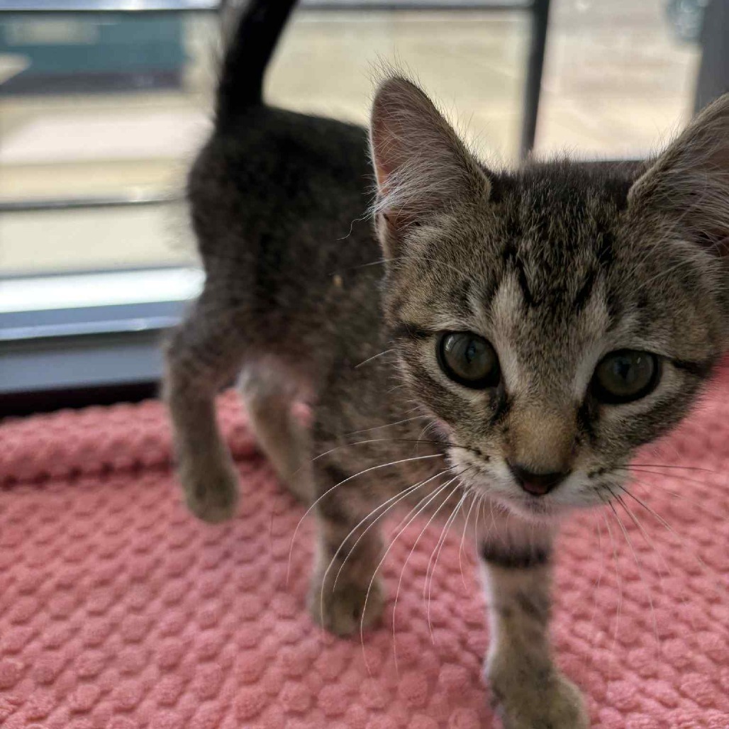 Aerie, an adoptable Domestic Short Hair in Garden City, KS, 67846 | Photo Image 4