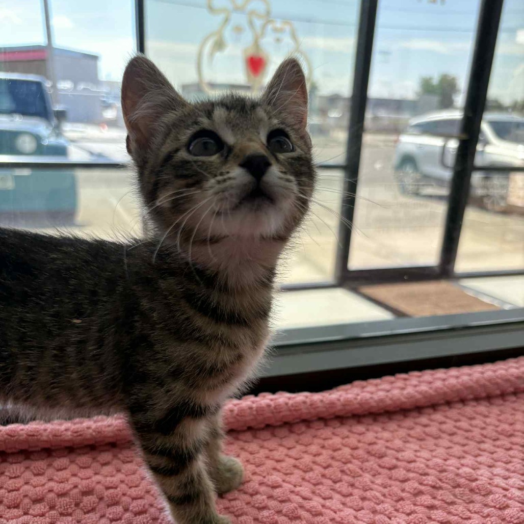 Aerie, an adoptable Domestic Short Hair in Garden City, KS, 67846 | Photo Image 5