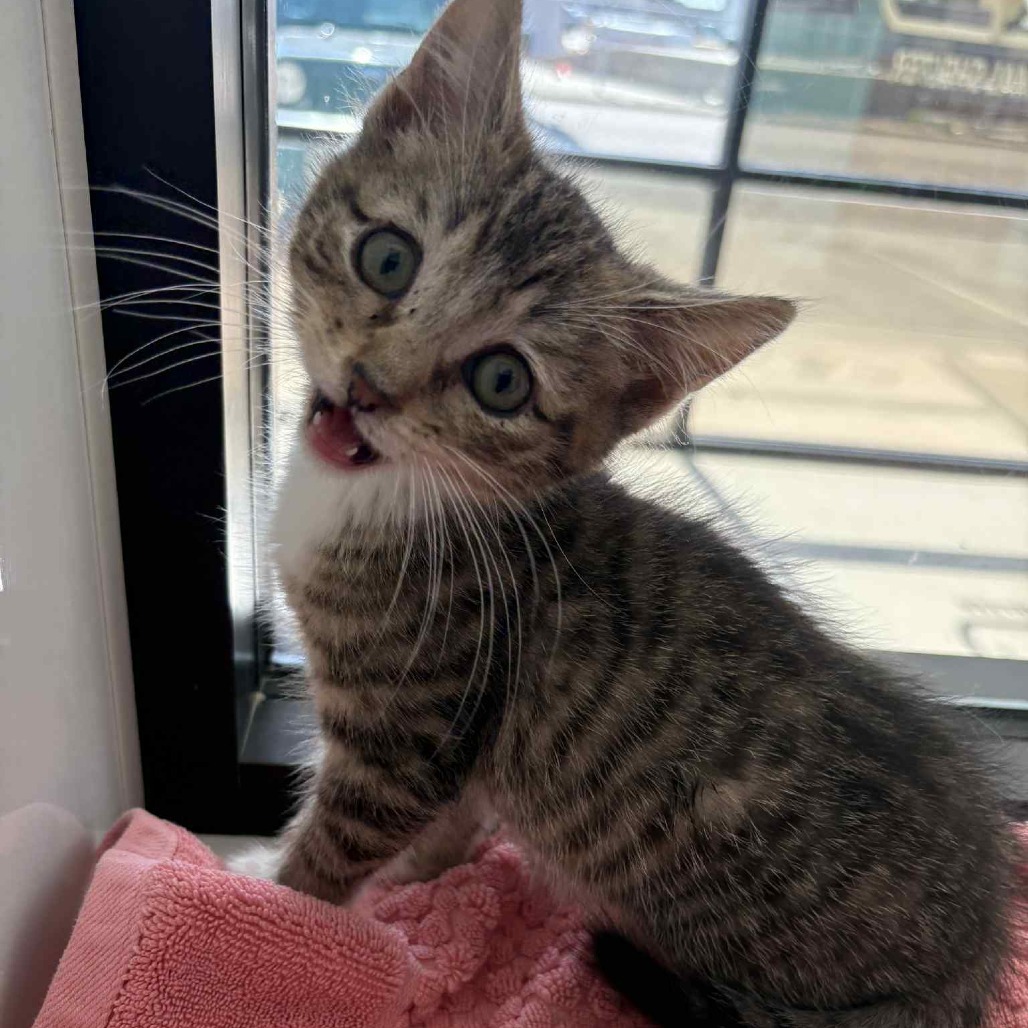 Zully, an adoptable Domestic Short Hair in Garden City, KS, 67846 | Photo Image 1